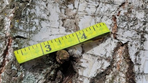 Centymetr Krawiecki Uniwersalny Miara Miarka Niezbędnik Krawiecki 150cm Centymetr Krawiecki Uniwersalny Miara Miarka Niezbędnik Krawiecki 150cm