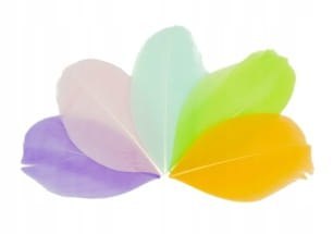 Piórka Dekoracyjne Pióra Lotki Scrapbooking Ozdobne Lekkie Pastelowe Piórka Dekoracyjne Pióra Lotki Scrapbooking Ozdobne Lekkie Pastelowe